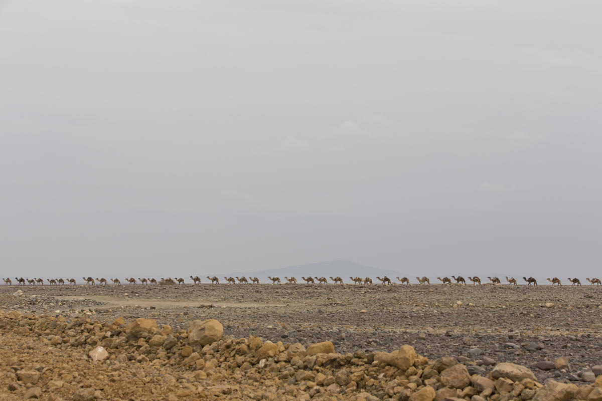 Xem lữ đoàn lạc đà chuyển muối trên sa mạc nóng bỏng nhất thế giới 13