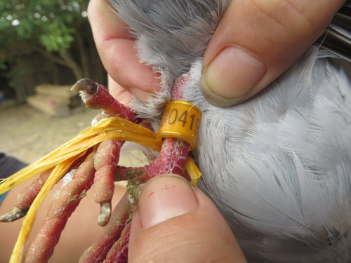 Bắt được chim bồ câu 'đưa thư' mang kí tự lạ giống chữ Trung Quốc 7