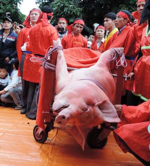 Đổi lễ hội 'chém lợn' ở làng Ném Thượng thành lễ hội 'rước lợn'? 4