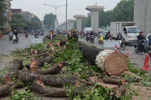 Thư ngỏ gửi Chủ tịch TP Hà Nội về việc chặt 6.700 cây xanh gây xôn xao 6