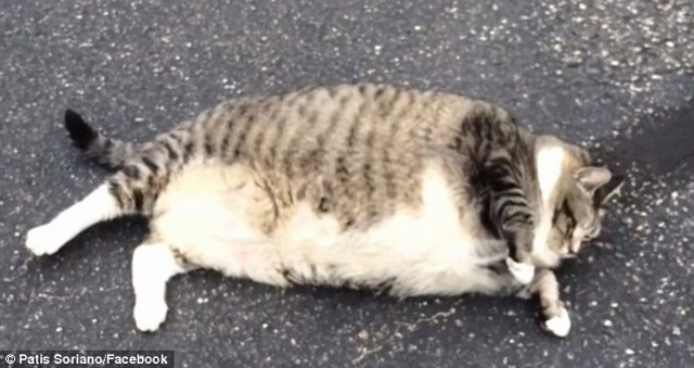 Chú mèo béo phì núng nính đáng yêu nhất thế giới 1