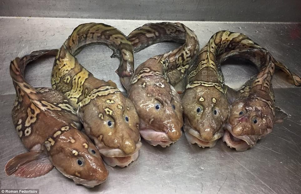 Bộ ảnh quái vật ngoài hành tinh dưới biển của ngư dân Nga đã trở lại và kinh dị hơn xưa - Ảnh 12. Bộ ảnh 'quái vật ngoài hành tinh' dưới biển của ngư dân Nga đã trở lại và kinh dị hơn xưa 12