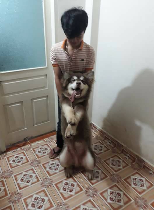 Thực đơn ăn một ngày quá sang chảnh của chó Alaska khiến dân mạng tranh cãi! - Ảnh 5. Thực đơn ăn một ngày 'quá sang chảnh' của chú chó khiến dân mạng tranh cãi 5