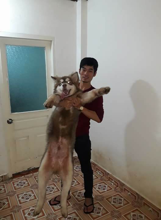 Thực đơn ăn một ngày quá sang chảnh của chó Alaska khiến dân mạng tranh cãi! - Ảnh 4. Thực đơn ăn một ngày 'quá sang chảnh' của chú chó khiến dân mạng tranh cãi 4