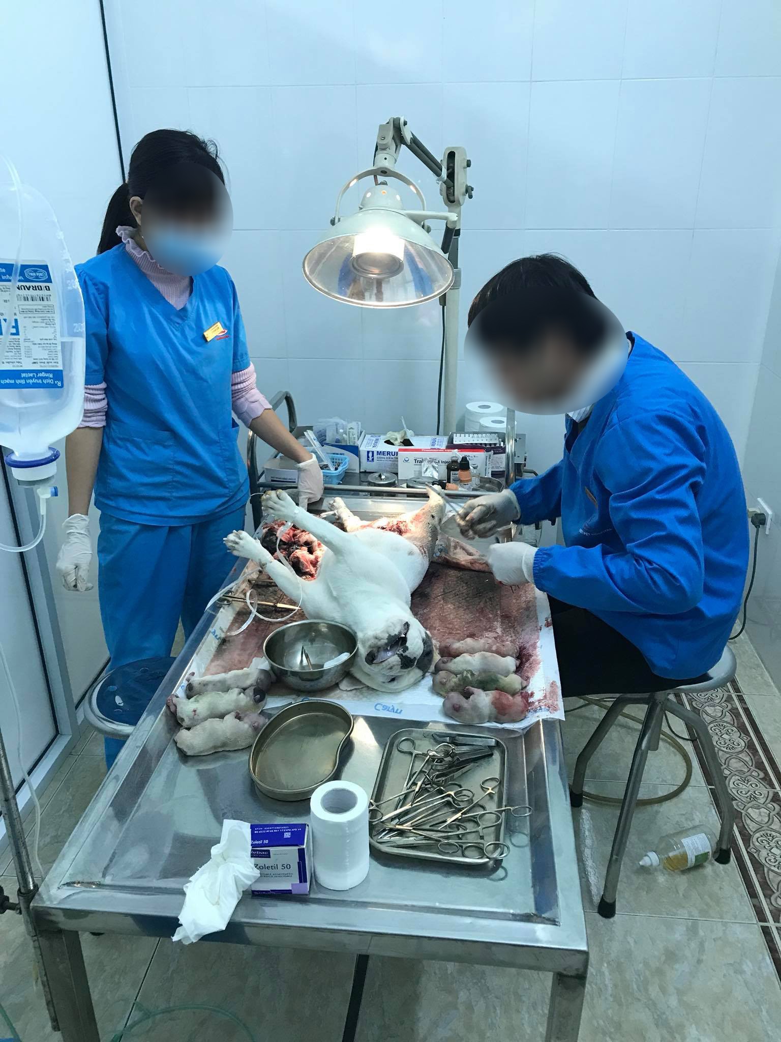 Bị tố làm chó Bull Pháp mang bầu 7 con chết, phòng khám lên tiếng: Tôi mong mọi người lắng nghe từ 2 phía - Ảnh 1. Bị tố làm chó Bull Pháp mang bầu 7 con chết, phòng khám lên tiếng: Tôi mong mọi người lắng nghe từ 2 phía' 1
