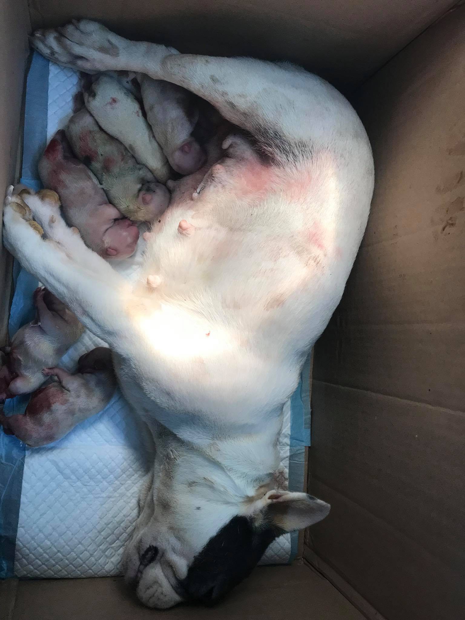Bị tố làm chó Bull Pháp mang bầu 7 con chết, phòng khám lên tiếng: Tôi mong mọi người lắng nghe từ 2 phía - Ảnh 2. Bị tố làm chó Bull Pháp mang bầu 7 con chết, phòng khám lên tiếng: Tôi mong mọi người lắng nghe từ 2 phía' 2