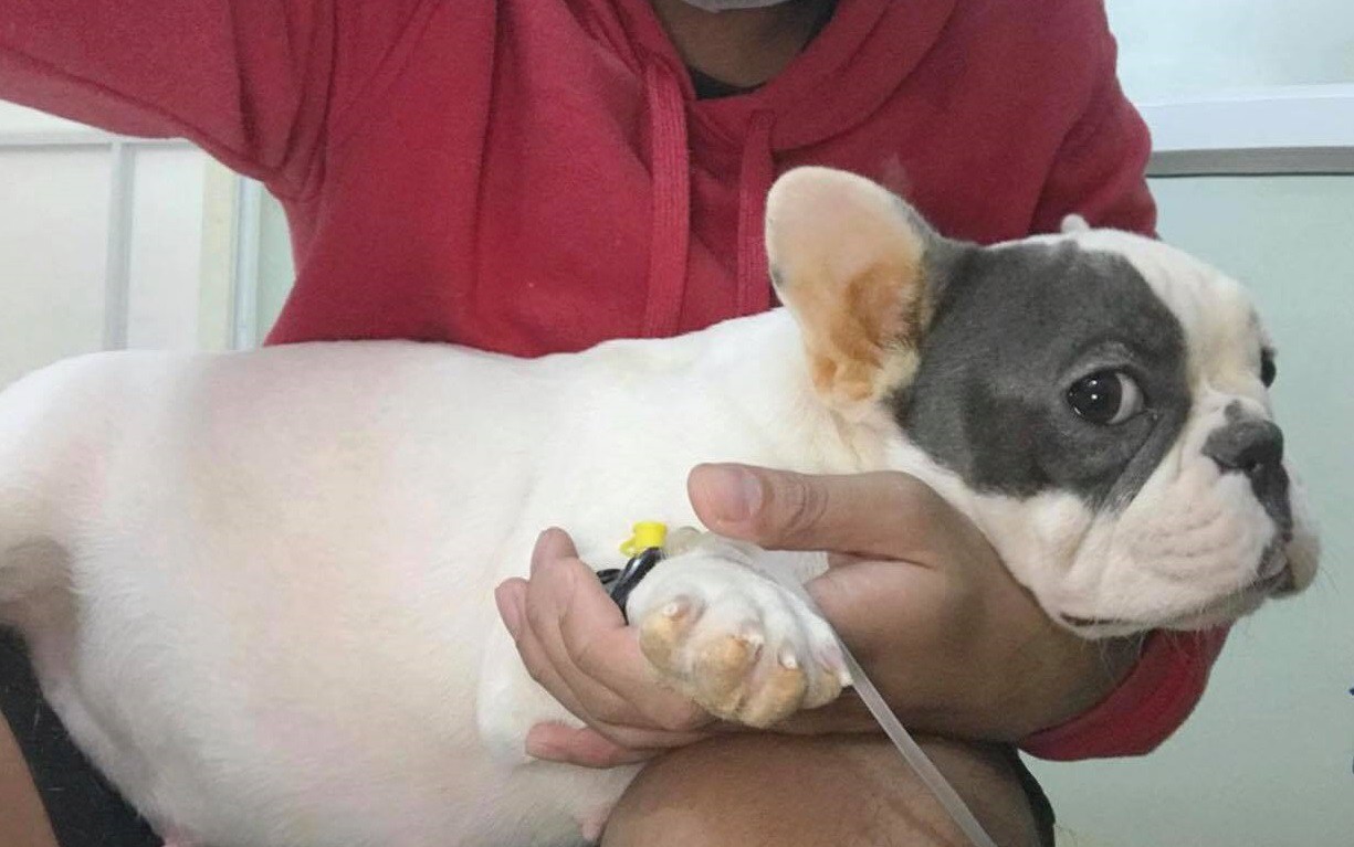 Bị tố làm chó Bull Pháp mang bầu 7 con chết, phòng khám lên tiếng: Tôi mong mọi người lắng nghe từ 2 phía - Ảnh 3. Bị tố làm chó Bull Pháp mang bầu 7 con chết, phòng khám lên tiếng: Tôi mong mọi người lắng nghe từ 2 phía' 3