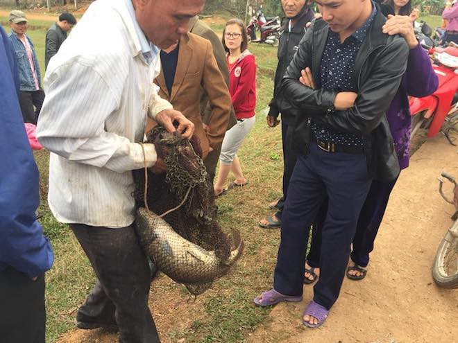 Cá thần thì cũng om dưa: Thiên nhiên còn gì để nảy nở, sinh sôi? - Ảnh 1. 'Cá thần' thì cũng om dưa: Thiên nhiên còn gì để nảy nở, sinh sôi? 1