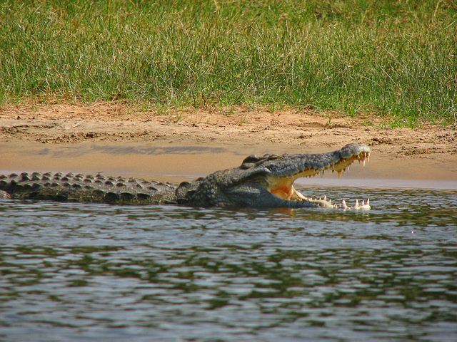Xác thực thông tin cá sấu xuất hiện trên sông Ông Đốc, Cà Mau 1