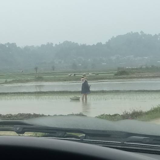 Thai phụ bụng bầu vượt mặt vẫn phải còng lưng cấy lúa: Người thương cảm, người cho biết đó là chuyện thường thấy ở quê - Ảnh 2. Thai phụ bụng bầu vượt mặt vẫn phải còng lưng cấy lúa: Người thương cảm, người cho biết đó là chuyện thường thấy ở quê 2
