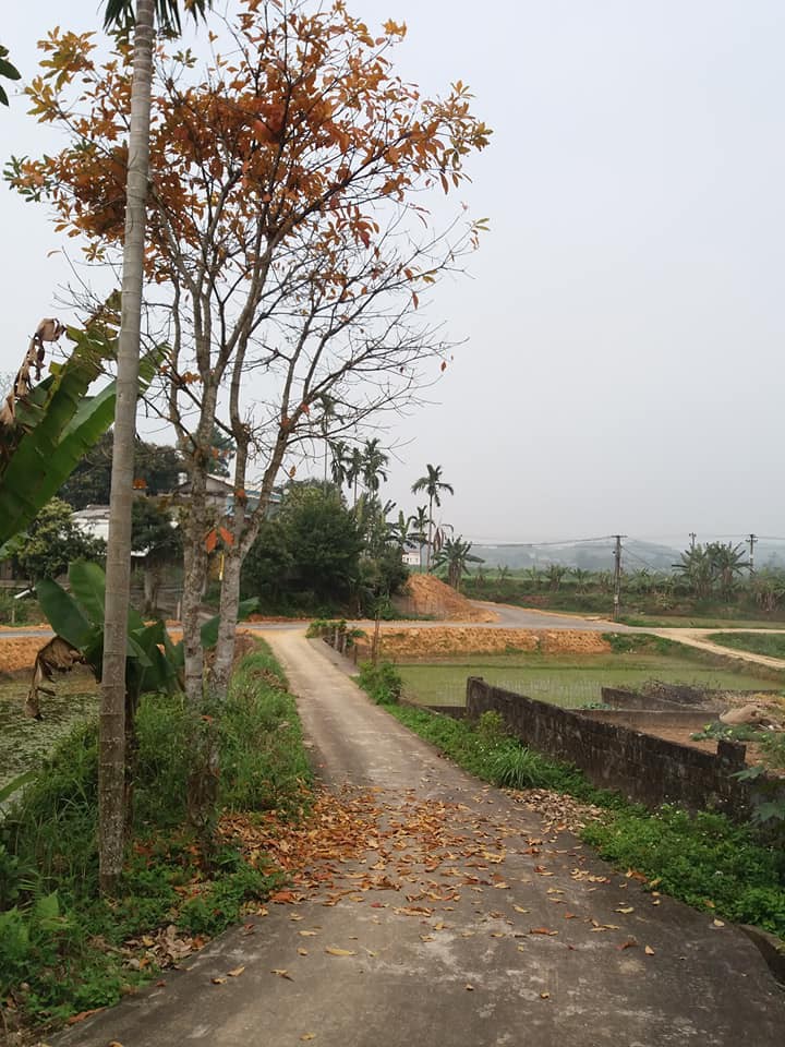 Chùm ảnh: Chớm hè mà ngỡ cuối thu, đột nhiên lá rụng tè le ra đường - Ảnh 9. Chùm ảnh: Chớm hè mà ngỡ cuối thu, đột nhiên lá rụng tè le ra đường 9