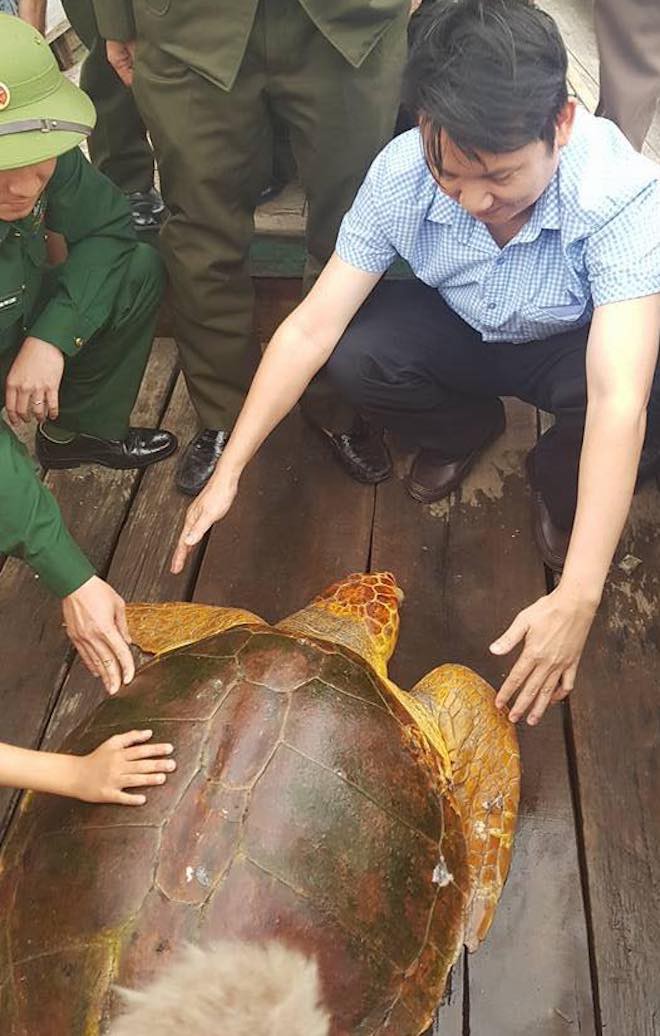 Ngư dân đánh lưới trên biển bắt được rùa vàng quý hiểm vàng óng nặng 80kg 2