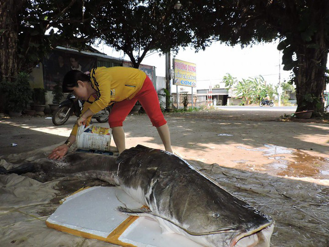 Người dân Đắk Lắk bắt được 'thuỷ quái' cá lăng gần 100kg 2