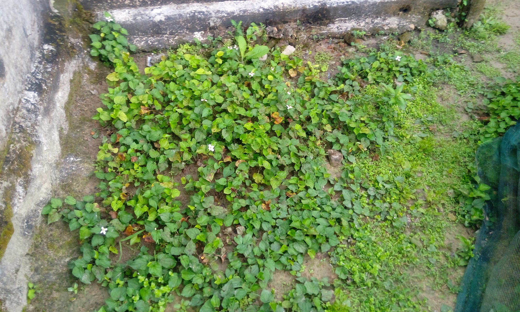 9X đăng cảnh quê nghèo, kể chuyện quái tính của gia đình bỗng khiến dân mạng ghen tị nứt lòng vì lý do này - Ảnh 8. 9X đăng cảnh quê nghèo, kể chuyện 'quái tính' của gia đình bỗng khiến dân mạng ghen tị nứt lòng vì lý do này 14