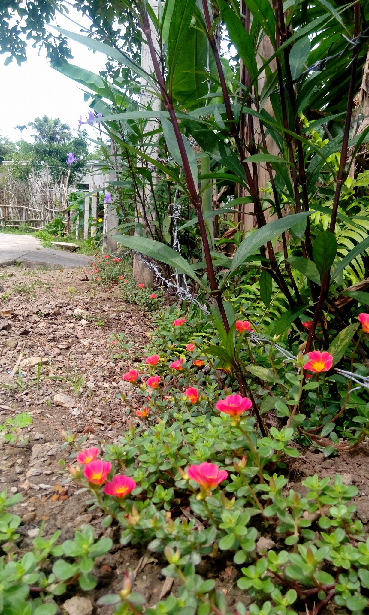 9X đăng cảnh quê nghèo, kể chuyện quái tính của gia đình bỗng khiến dân mạng ghen tị nứt lòng vì lý do này - Ảnh 3. 9X đăng cảnh quê nghèo, kể chuyện 'quái tính' của gia đình bỗng khiến dân mạng ghen tị nứt lòng vì lý do này 6