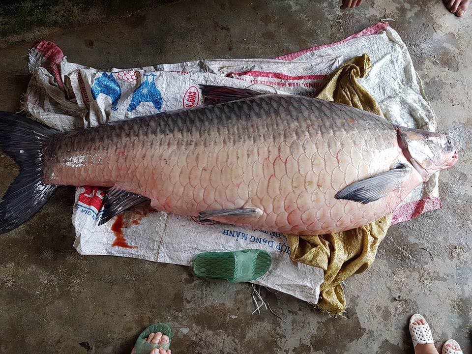 Yên Bái: Thêm một con cá trắm khổng lồ nặng 61kg sa lưới ngư dân trên hồ Thác Bà 3