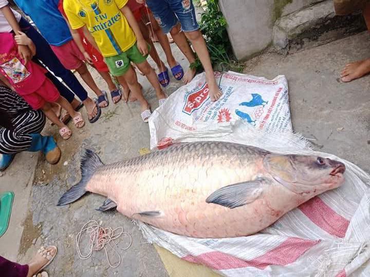 Yên Bái: Thêm một con cá trắm khổng lồ nặng 61kg sa lưới ngư dân trên hồ Thác Bà 2
