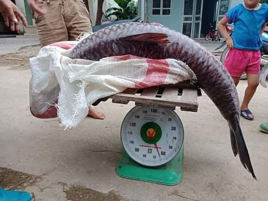 Yên Bái: Thêm một con cá trắm khổng lồ nặng 61kg sa lưới ngư dân trên hồ Thác Bà 1