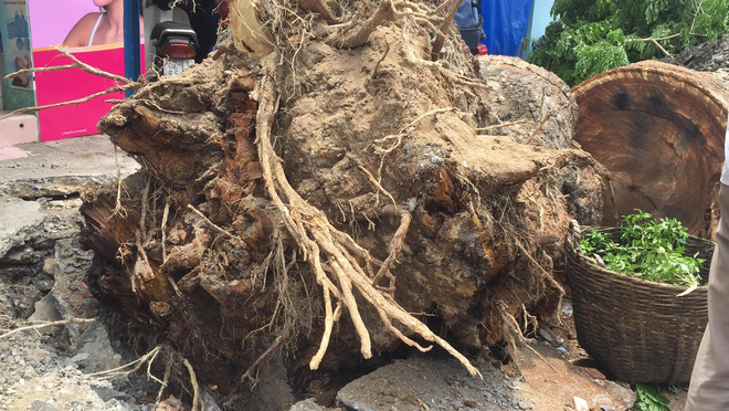 Cây cổ thụ bật gốc đè 3 căn nhà, bé gái 13 tuổi bị thương nhập viện ở Sài Gòn - Ảnh 1. Cây cổ thụ bật gốc đè 3 căn nhà, bé gái 13 tuổi bị thương nhập viện ở Sài Gòn 1