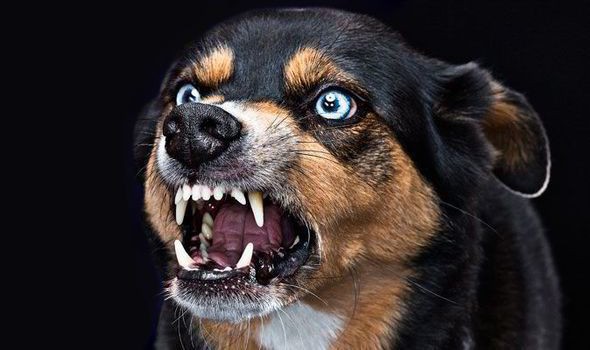 Trong muôn vàn dịch bệnh chết người, đâu là con virus nguy hiểm nhất lịch sử? Đáp án sẽ khiến tất cả phải giật mình - Ảnh 2. Trong muôn vàn dịch bệnh chết người, đâu là con virus nguy hiểm nhất lịch sử? Đáp án sẽ khiến tất cả phải giật mình 2