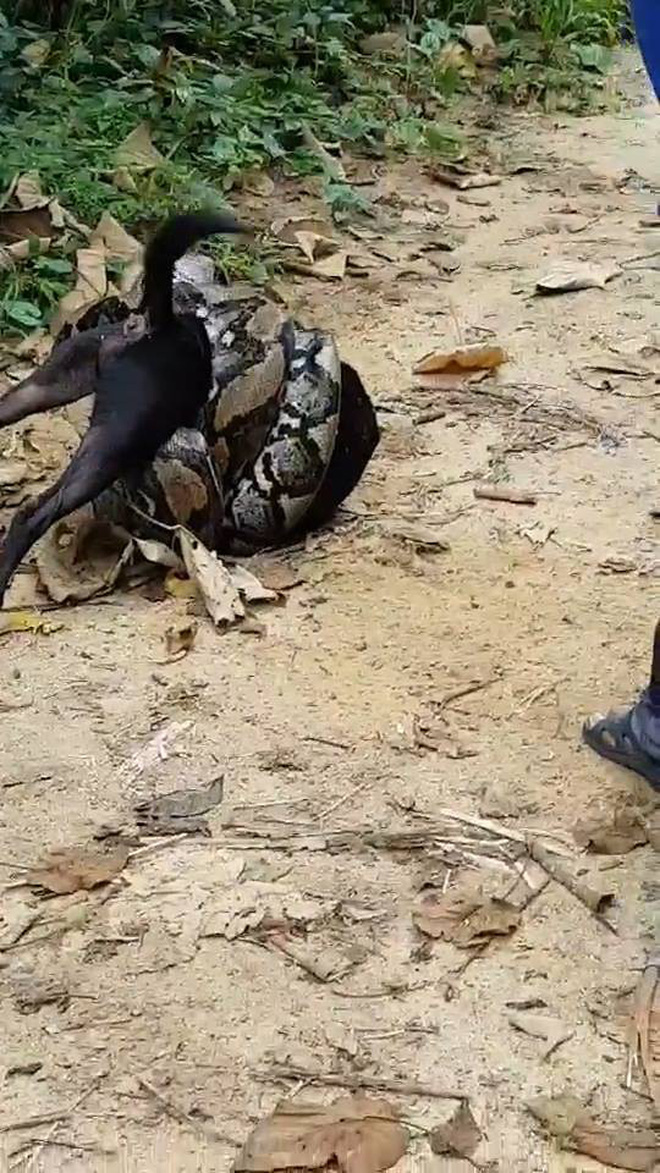 Thái Lan: Dân làng tụ tập giải cứu chó nhà khỏi trăn lớn kịch tính như trong phim 2