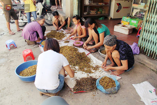 Dân Hà Nội vặt cánh châu chấu mùa World Cup: Thiếu hàng xuất khẩu về các quán nhậu! - Ảnh 2. Dân Hà Nội vặt cánh châu chấu mùa World Cup: Thiếu hàng 'xuất khẩu' về các quán nhậu! 2