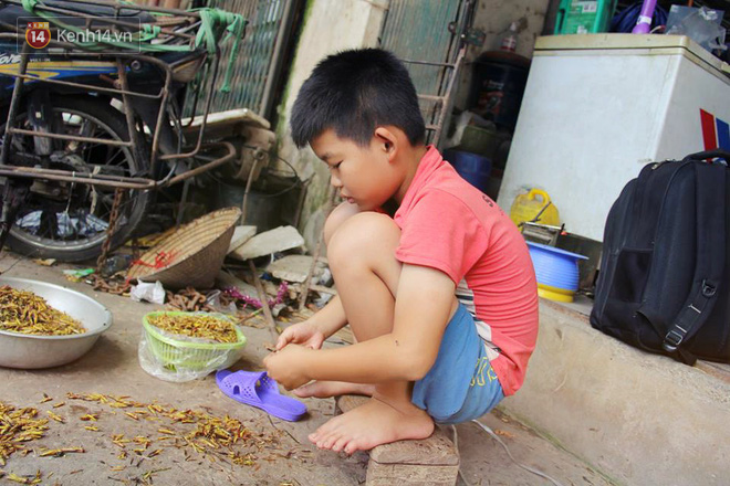 Dân Hà Nội vặt cánh châu chấu mùa World Cup: Thiếu hàng xuất khẩu về các quán nhậu! - Ảnh 5. Dân Hà Nội vặt cánh châu chấu mùa World Cup: Thiếu hàng 'xuất khẩu' về các quán nhậu! 5