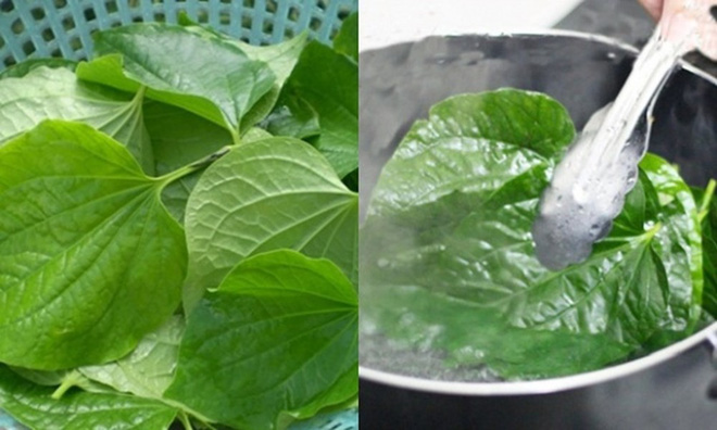 Chuyên gia Đông y tiết lộ bài thuốc chữa xương khớp rất tốt từ loại cây có nhiều ở Việt Nam - Ảnh 1. Chuyên gia Đông y tiết lộ bài thuốc chữa xương khớp rất tốt từ loại cây có nhiều ở Việt Nam 1