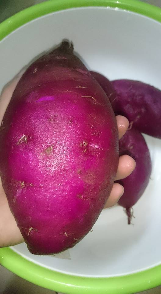 Góc khéo tay: Thanh niên Hà Nội trồng khoai trong thùng xốp chơi chơi, ai ngờ ra củ béo múp xịn hơn ngoài chợ - Ảnh 4. Góc khéo tay: Thanh niên Hà Nội trồng khoai trong thùng xốp chơi chơi, ai ngờ ra củ béo múp xịn hơn ngoài chợ 4
