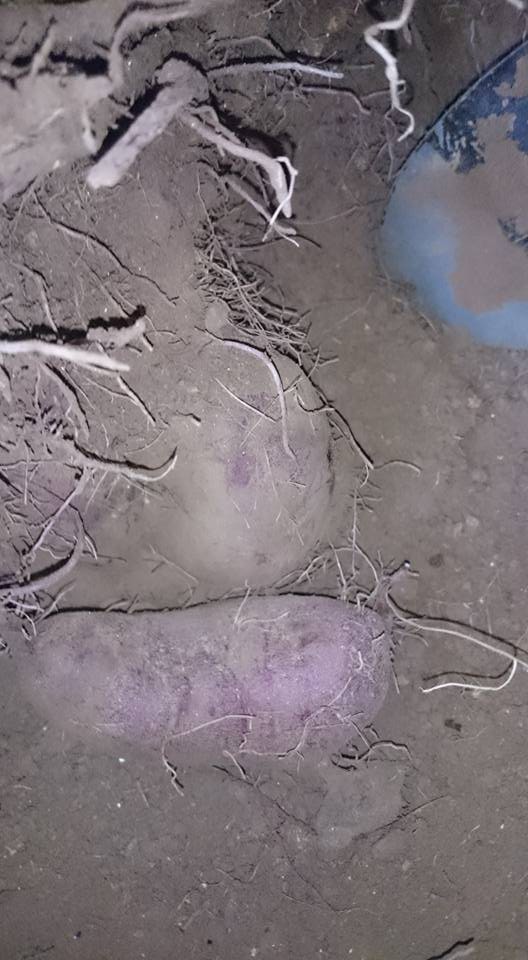 Góc khéo tay: Thanh niên Hà Nội trồng khoai trong thùng xốp chơi chơi, ai ngờ ra củ béo múp xịn hơn ngoài chợ - Ảnh 3. Góc khéo tay: Thanh niên Hà Nội trồng khoai trong thùng xốp chơi chơi, ai ngờ ra củ béo múp xịn hơn ngoài chợ 3