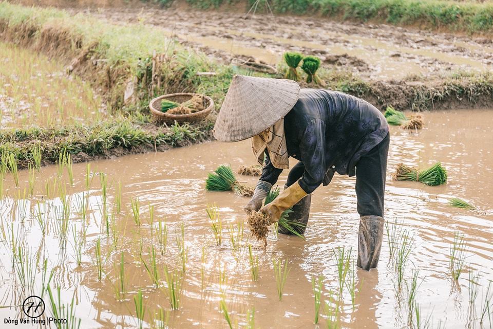 Xúc động bộ ảnh con trai chụp người mẹ nông dân làm việc trên cánh đồng - Ảnh 2. Bộ ảnh về người mẹ tần tảo cùng chú chó cưng trên cánh đồng khiến ai cũng xúc động nhớ về bóng hình thân thương của mẹ 4