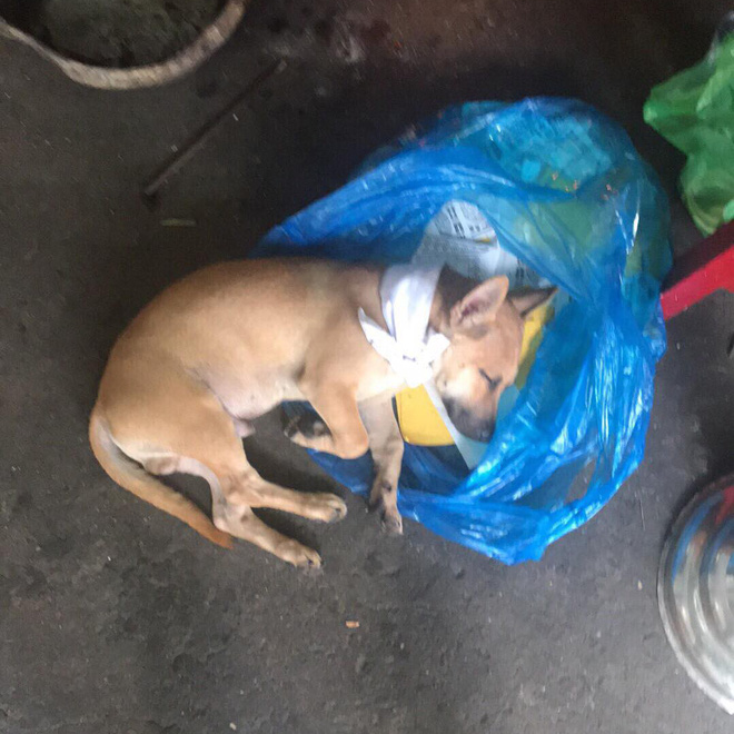 Hình ảnh xúc động: Chủ vừa qua đời, chú chó nhỏ buồn bã bỏ cả ăn để túc trực bên linh cữu không chịu rời 3