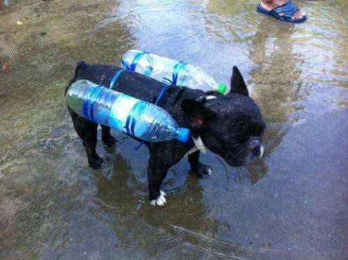 Hình ảnh chú chó với chiếc phao tự chế và câu chuyện phía sau về mưa lũ miền Trung khiến nhiều người nhói lòng 2