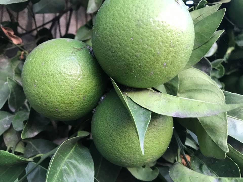Khu vườn ngọt ngào với hoa hồng và cây trái sai trĩu trên đất Mỹ của Hoa hậu Dương Mỹ Linh - Ảnh 31. Khu vườn ngọt ngào với hoa hồng và cây trái sai trĩu trên đất Mỹ của Hoa hậu Dương Mỹ Linh 31