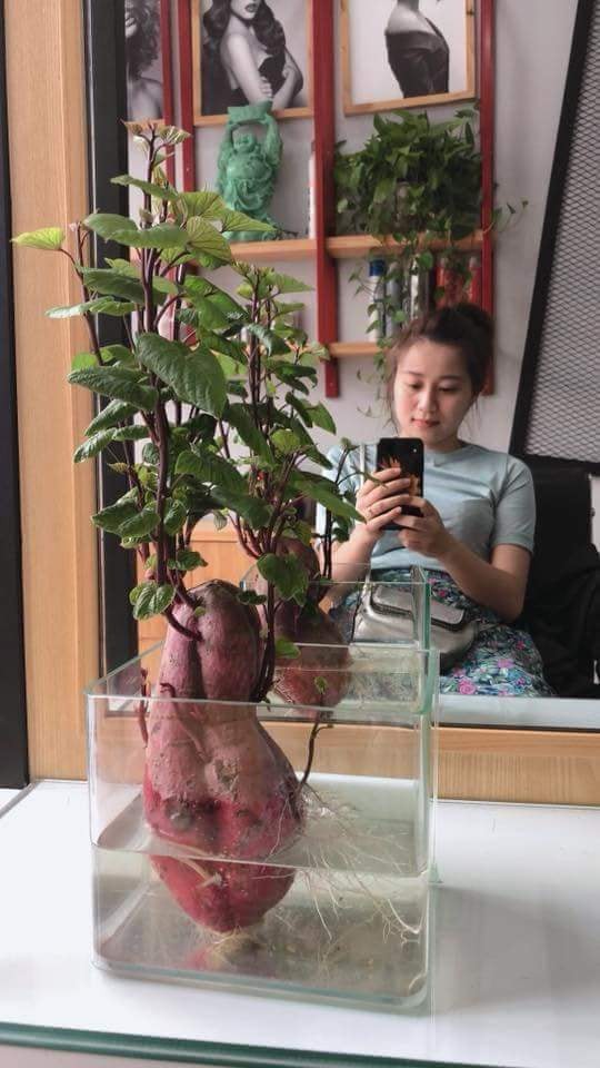 Đam mê bonsai nhưng kinh tế eo hẹp, cô nàng trồng củ khoai lang và đem lại kết quả bất ngờ - Ảnh 3. Khi bạn đam mê bonsai nhưng lại ít tiền: Cô nàng trồng củ khoai lang và đem lại kết quả bất ngờ 3
