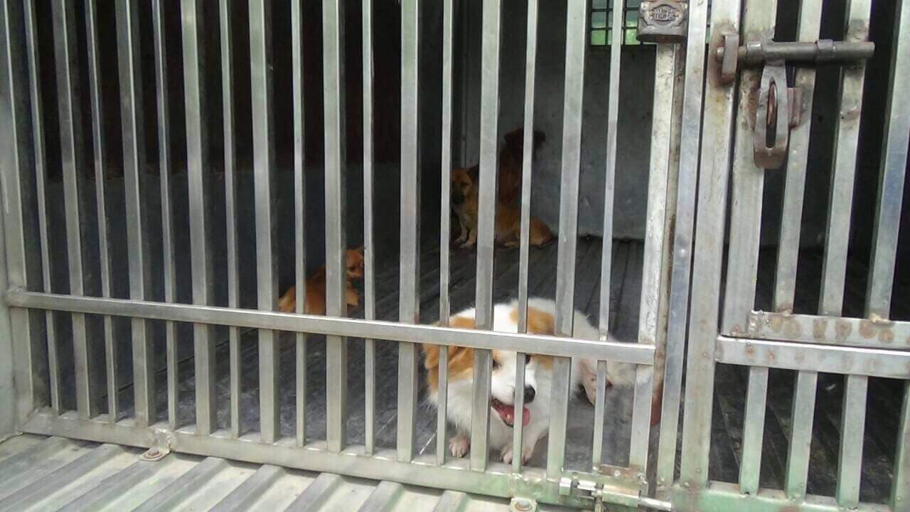 Trung tâm Sài Gòn ra quân bắt chó thả rông: 5 con chó bị tóm cổ, chủ nhân bị phạt ít nhất 1,4 triệu đồng - Ảnh 2. Trung tâm Sài Gòn ra quân bắt chó thả rông: 5 con chó bị 'tóm cổ', chủ nhân bị phạt ít nhất 1,4 triệu đồng 2