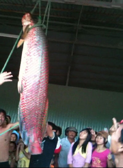 Cá huyết rồng nặng hơn 30 kg sa lưới ngư dân An Giang 2