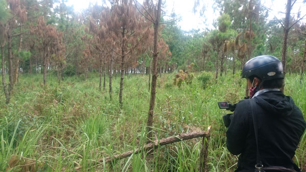Gần 4.000 m2 rừng thông ba lá ở Lâm Đồng bị đầu độc bằng thuốc diệt cỏ 3