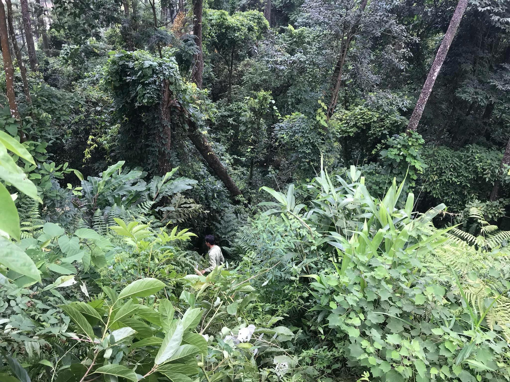 Nữ phượt thủ đổ đèo Tam Đảo rồi lao xuống vực, người không sao nhưng xe gãy làm đôi - Ảnh 2. Nữ phượt thủ đổ đèo Tam Đảo rồi lao xuống vực, người không sao nhưng xe gãy làm đôi 2