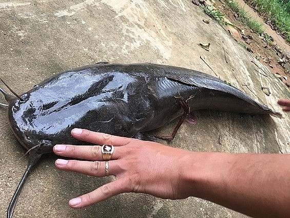 Người dân Quảng Nam xôn xao khi bắt được cá trê 'khủng' chiều dài gần 1 m, nặng gần 10 kg 2