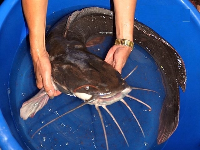 Người dân Quảng Nam xôn xao khi bắt được cá trê 'khủng' chiều dài gần 1 m, nặng gần 10 kg 1