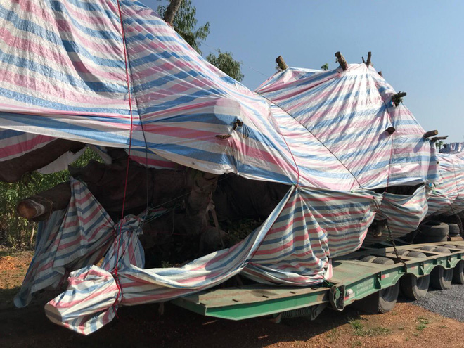 Cây quái thú khủng lại chui lọt hàng chục trạm CSGT từ Nam ra Bắc - Ảnh 1. Cây 'quái thú' khủng lại chui lọt hàng chục trạm CSGT từ Nam ra Bắc 1