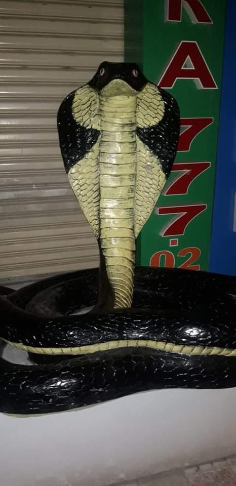 Sự thật bất ngờ hình ảnh 'rắn hổ mang' xuất hiện trên đường phố Nha Trang khiến nhiều người kinh hãi 4