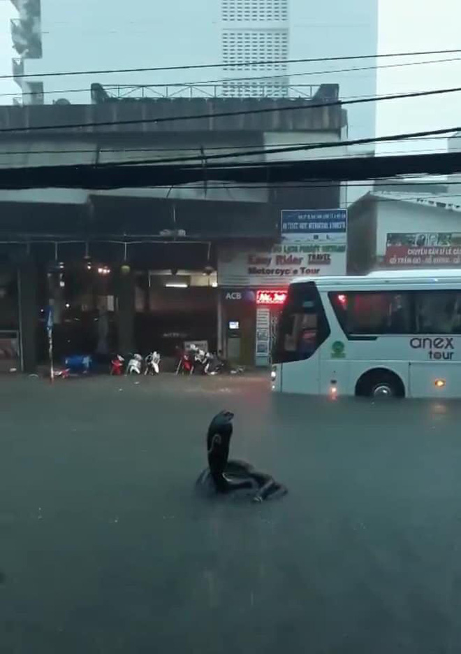 Sự thật bất ngờ hình ảnh 'rắn hổ mang' xuất hiện trên đường phố Nha Trang khiến nhiều người kinh hãi 1