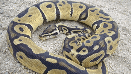 Tay không bắt trăn Miến Điện 'khủng' dài 6m