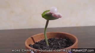 Kinh ngạc video cây ăn thịt thổi bóng bay, hút thuốc lá 