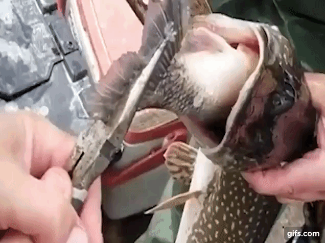 Câu được con cá lớn, người đàn ông giật mình thấy cảnh tượng này