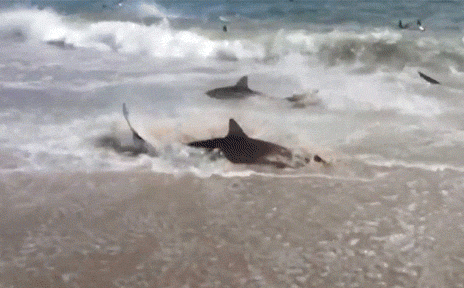 2000 con cá mập 'chết tập thể' trôi dạt vào bờ: Khoa học tìm ra nguyên nhân đáng sợ