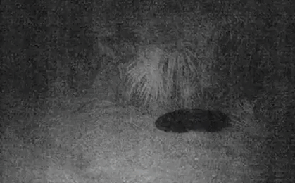 Đặt camera ban đêm, kinh ngạc phát hiện 'quái vật' cựa quậy trong thước phim sáng hôm sau