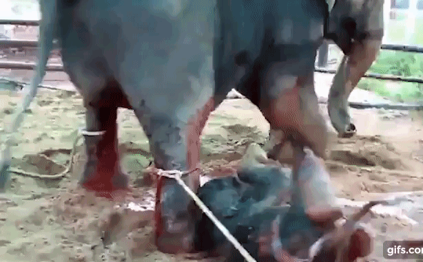 Kinh hoàng cảnh tượng voi mẹ giẫm đạp không thương tiếc voi con mới sinh